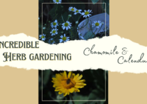 Incredible Herb Gardening; Calendula and Chamomile