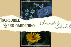 Incredible Herb Gardening; Calendula and Chamomile