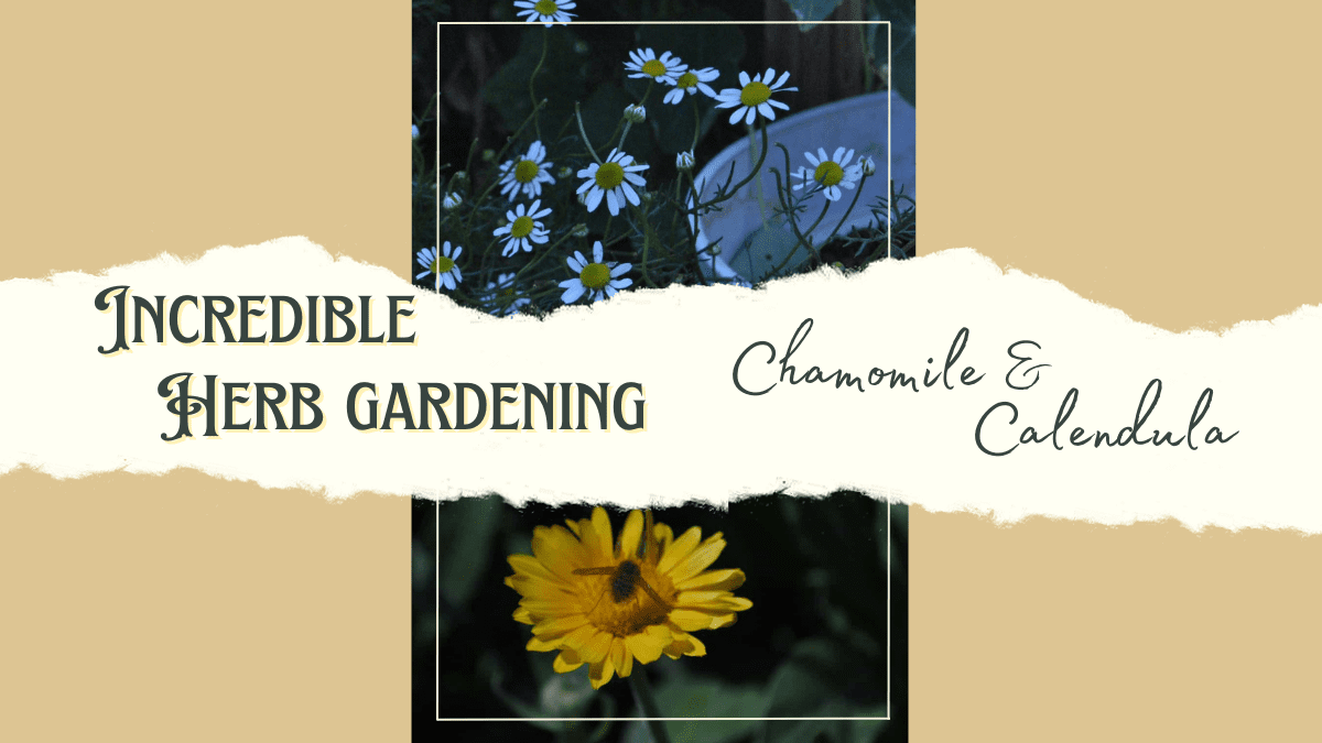 herb gardening