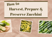 Gardening How-to; Harvest and Prepare Zucchini – EASY