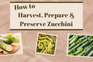 Gardening How-to; Harvest and Prepare Zucchini – EASY