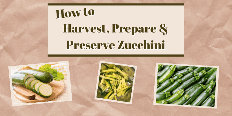 zucchini