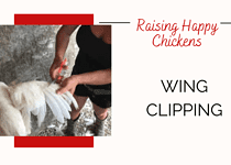 Raising Happy Chickens; Wing Clipping