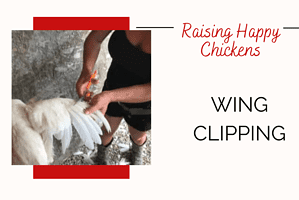 Raising Happy Chickens; Wing Clipping