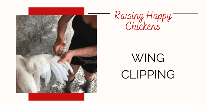 chickens, wing clipping