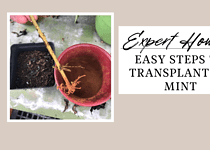 Easy Steps to Transplanting Mint