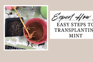 Easy Steps to Transplanting Mint