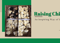 Raising Chickens – An Inspiring Way of Life