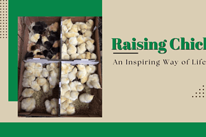 Raising Chickens – An Inspiring Way of Life