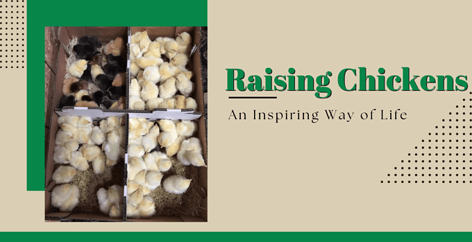 raising chickens