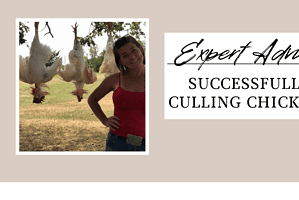 Expert Advice; Successfully Culling Chickens