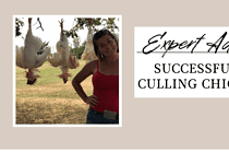 Expert Advice; Successfully Culling Chickens