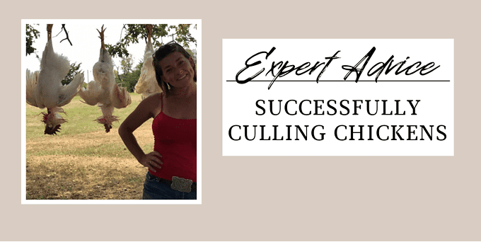 culling chickens