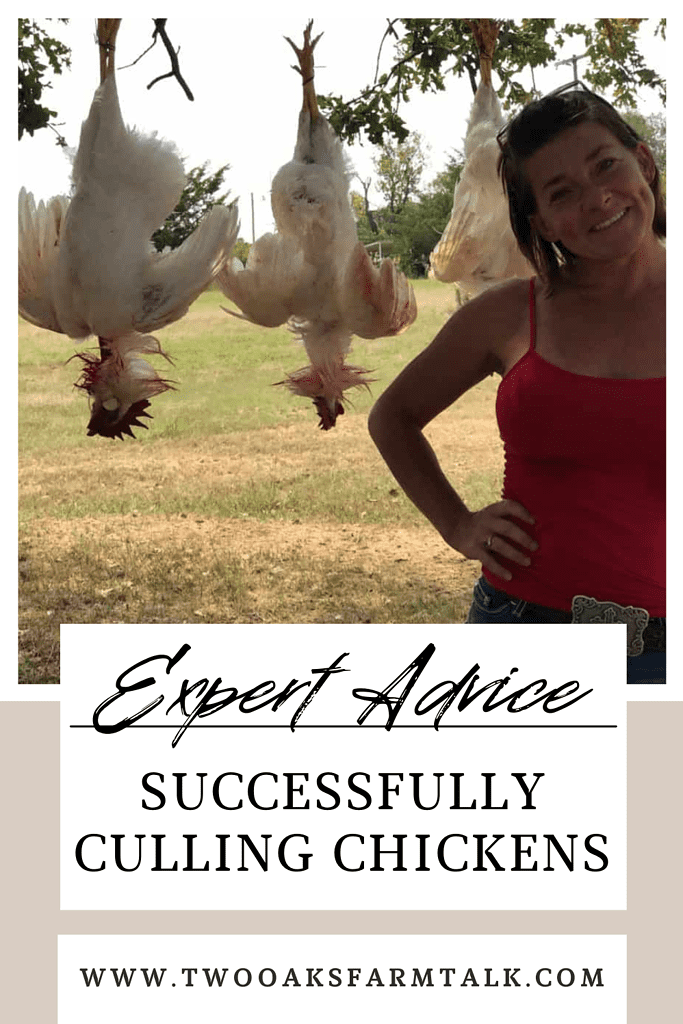 Expert Advice; Successfully Culling Chickens - Two Oaks Farm Talk ...