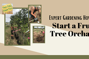 Expert Gardening How-to; Start a Fruit Orchard – Easy DIY