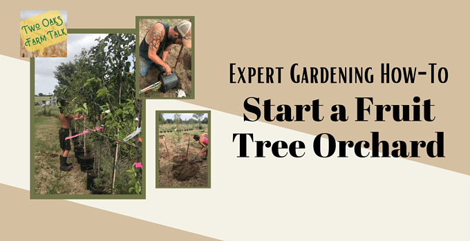 fruit tree orchard