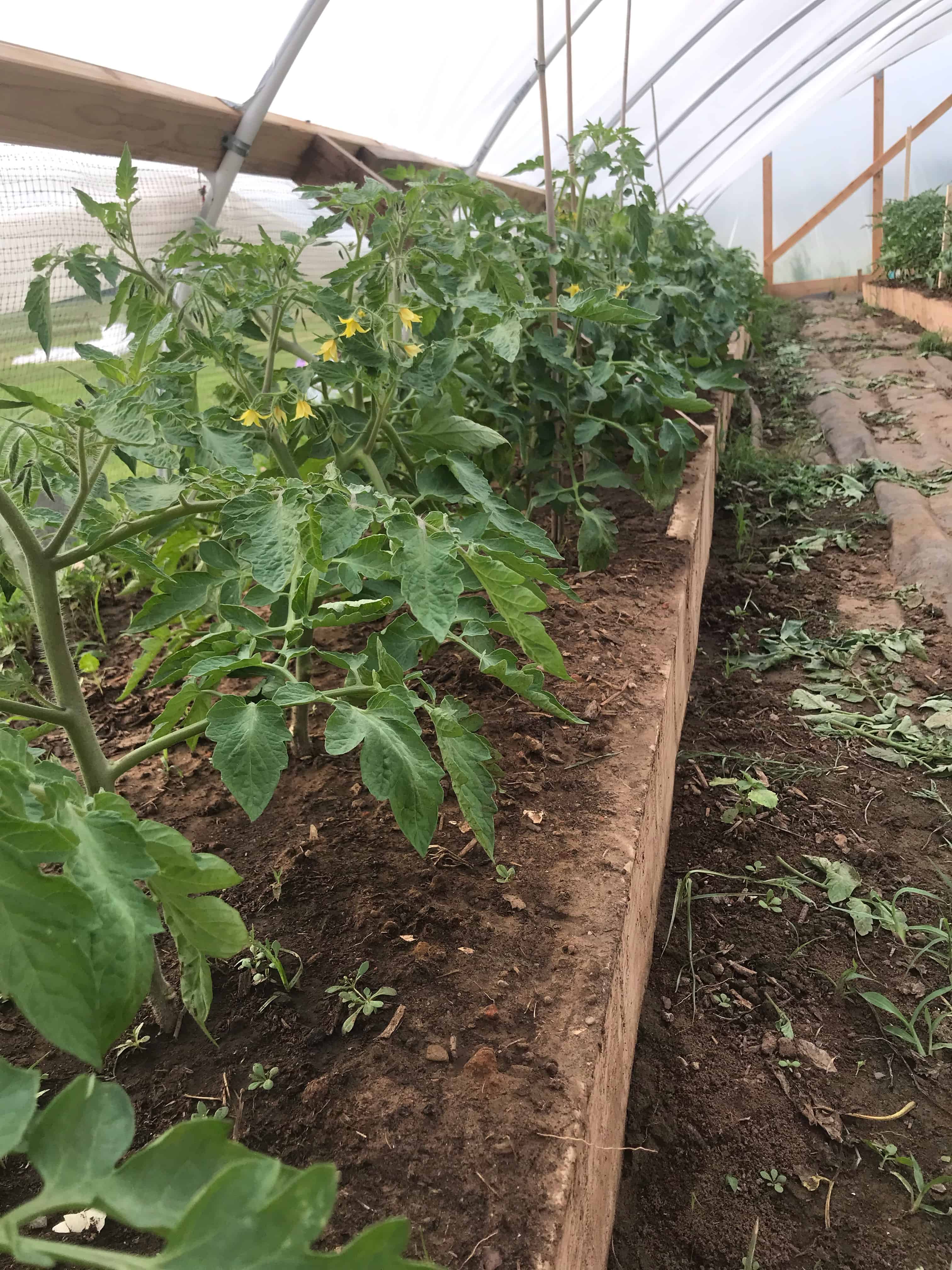 How to Fertilize an Organic Garden for Success