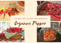 The Best Way to Dry and Preserve Cayenne