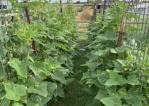 Creative Vertical Garden – How to Easily Build a Beautiful Cucumber Tunnel Right Now