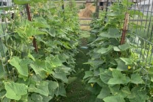 Creative Vertical Garden – How to Easily Build a Beautiful Cucumber Tunnel Right Now