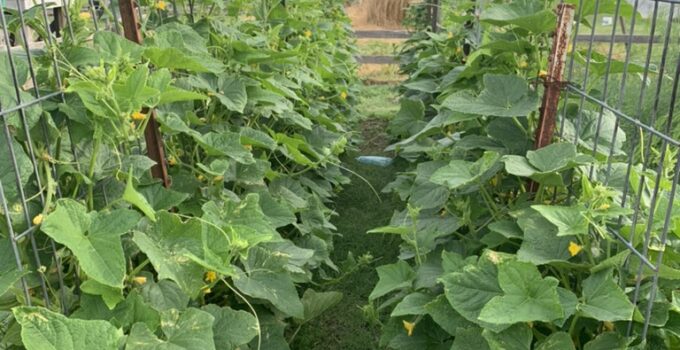 vertical gardening