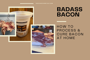 Badass Bacon -How to Process and Cure Bacon at Home