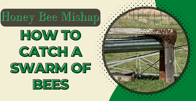 how to catch a swarm of bees