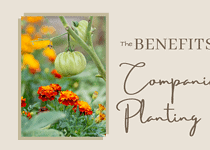 Companion Planting Benefits for Gardeners: A Comprehensive Guide