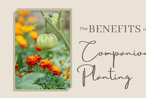 Companion Planting Benefits for Gardeners: A Comprehensive Guide