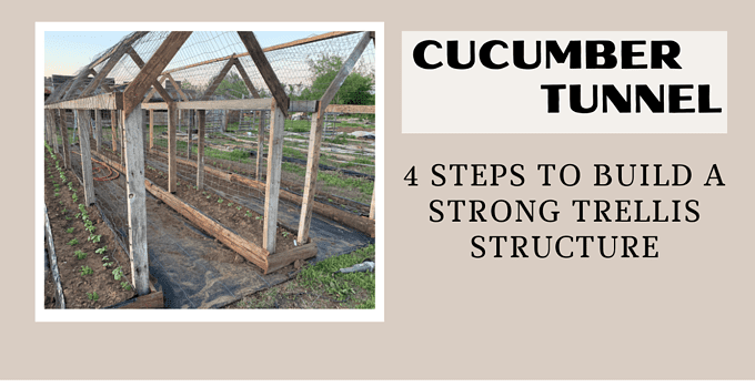 cucumber tunnel