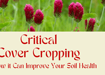 Critical Cover Cropping and How it Can Improve Your Soil Health