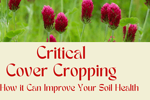 Critical Cover Cropping and How it Can Improve Your Soil Health