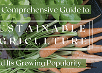 The Comprehensive Guide to Sustainable Agriculture and Its Growing Popularity
