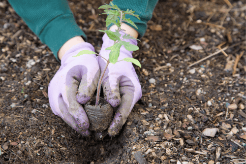 A Complete Guide: How to Get Ready and Plant a Fall Vegetable Garden ...