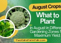 Best August Crops: What to Plant in Different Gardening Zones for Maximum Yield