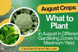 Best August Crops: What to Plant in Different Gardening Zones for Maximum Yield
