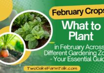 Best February Crops: What to Plant in February Across Different Gardening Zones – Your Essential Guide