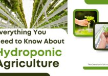 Everything You Need to Know About Hydroponics: A Comprehensive Guide