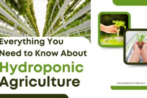 Everything You Need to Know About Hydroponics: A Comprehensive Guide