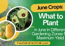 Best June Crops: What to Plant in Different Gardening Zones for Maximum Yield