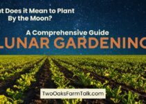 A Comprehensive Guide to Lunar Gardening – What Does It Mean to Plant by the Moon?