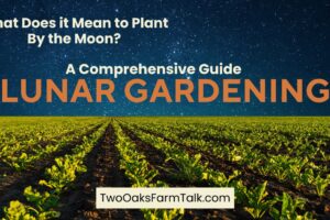 A Comprehensive Guide to Lunar Gardening – What Does It Mean to Plant by the Moon?