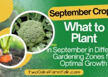 September Crops: What to Plant in the Different Gardening Zones for Optimal Growth