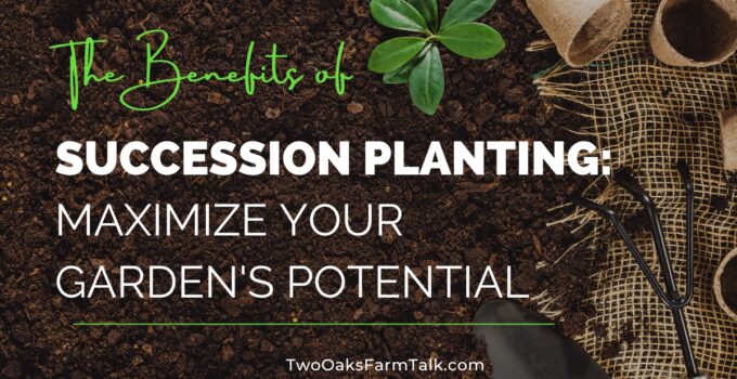 succession planting