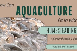 How Can Aquaculture Fit in with Homesteading? A Comprehensive Guide