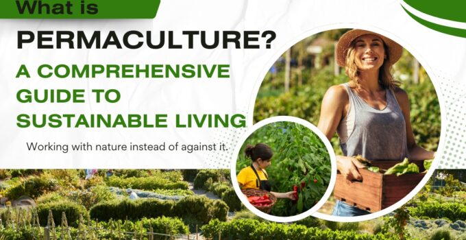 What is Permaculture? A Comprehensive Guide to Sustainable Living 1