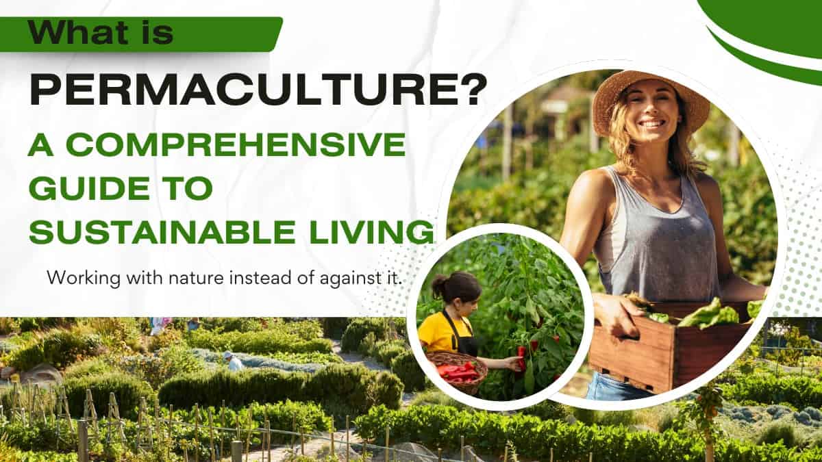 What is Permaculture? A Comprehensive Guide to Sustainable Living - Two ...