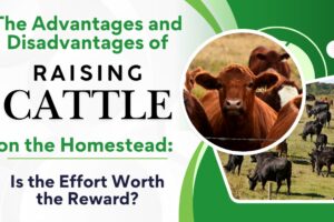 The Advantages and Disadvantages of Raising Cattle on the Homestead: Is the Effort Worth the Reward?