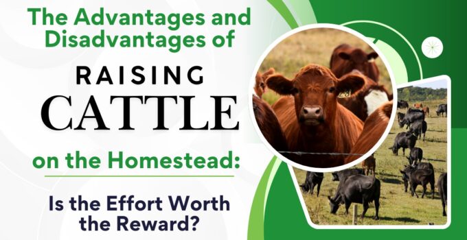 raising cattle
