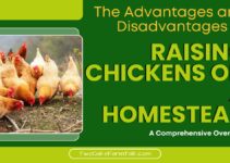 The Advantages and Disadvantages of Raising Chickens on a Homestead: A Comprehensive Overview